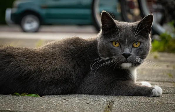 Machine, cat, cat, look, pose, grey, lies, face