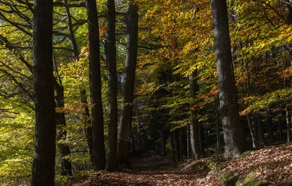 Autumn, forest, light, trees, branches, nature, Park, trunks