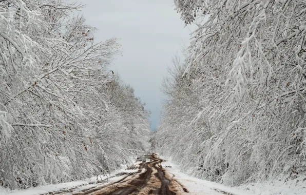 Winter, road, forest
