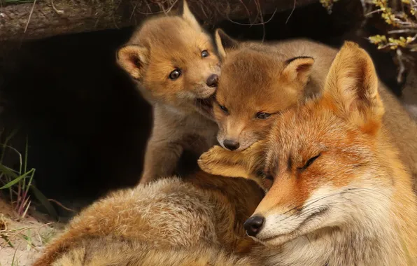 The game, Nora, Fox, Fox, mom, faces, Fox, cubs