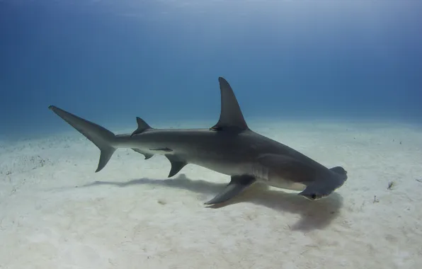 Sea, ocean, nature, shark, tropical, reef, mokarran, sphyrna