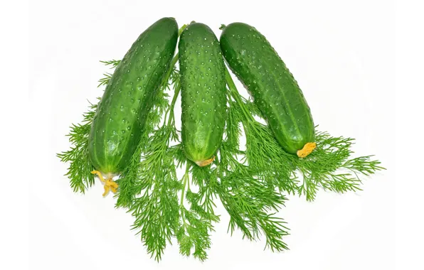 Picture background, dill, cucumbers