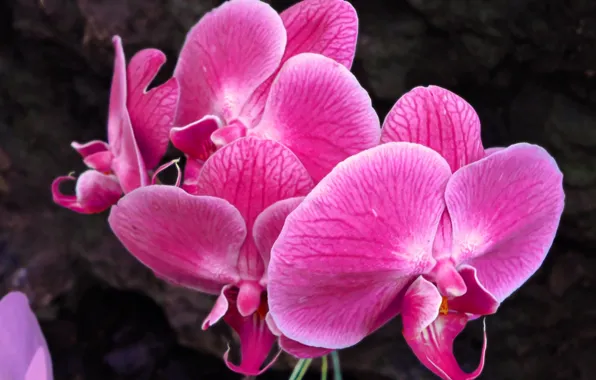 Picture flowers, pink, Orchid