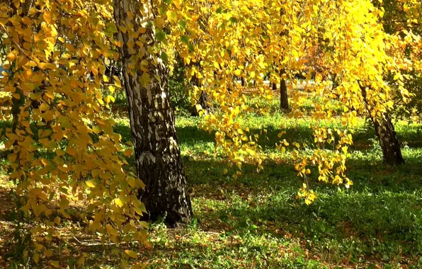 Picture forest, Autumn, birch