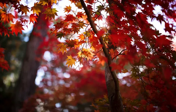 Picture autumn, leaves, trees, Japanese maple
