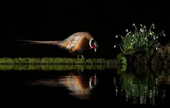 Flowers, pose, reflection, bird, shore, spring, snowdrops, black background