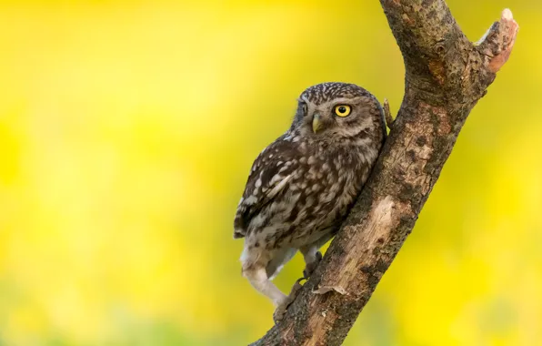 Owl, bird, branch, yellow background, owl, sychik
