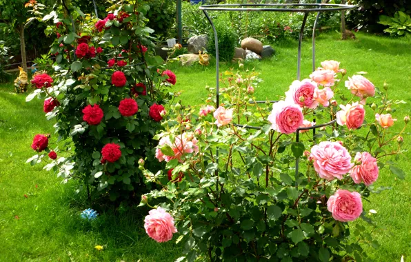 Greens, grass, flowers, roses, garden, red, pink, the bushes