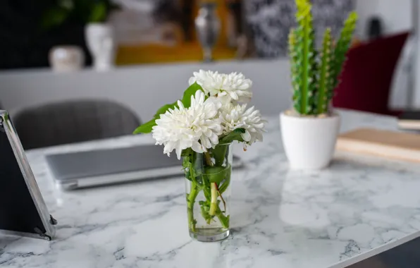 Flowers, Desk, office, dahlias