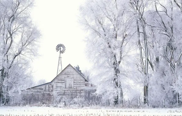 Picture trees, Winter, Snow, the barn