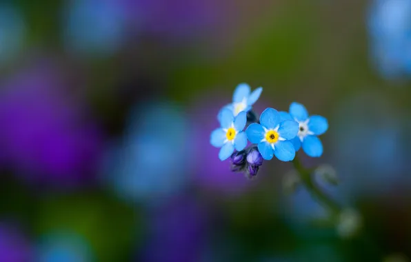 Greens, flowers, blue, forget-me-nots