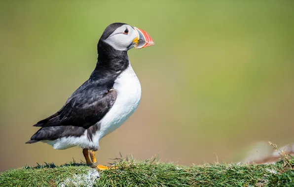 Bird, beak, stalled