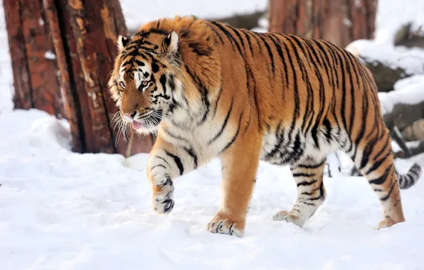 Picture cat, snow, tiger, Amur