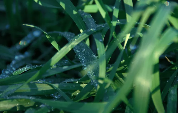 Summer, leaves, drops, nature, Rosa, weed