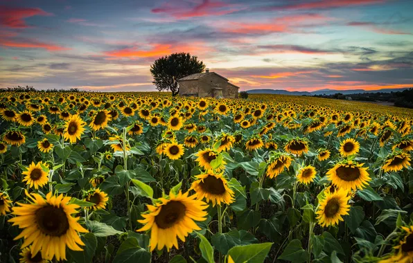 Field, sunflowers, house