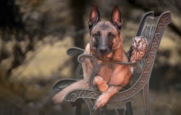 Bench, Park, background, each, animal, owl, bird, portrait
