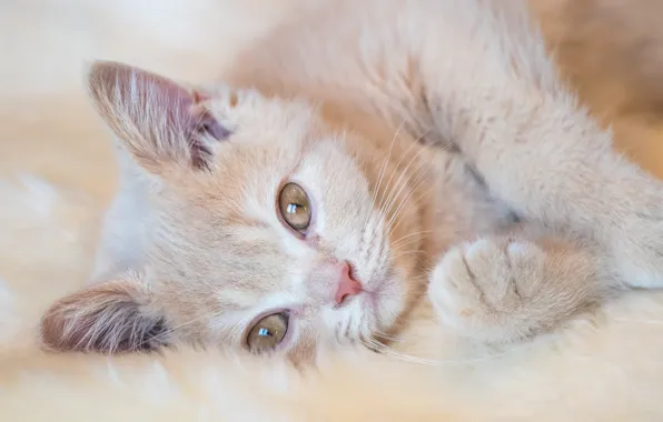 Cat, look, kitty, red, cute, lies, fur, face