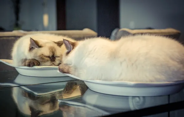 Cat, reflection, sleep, mirror, plate, sleeping