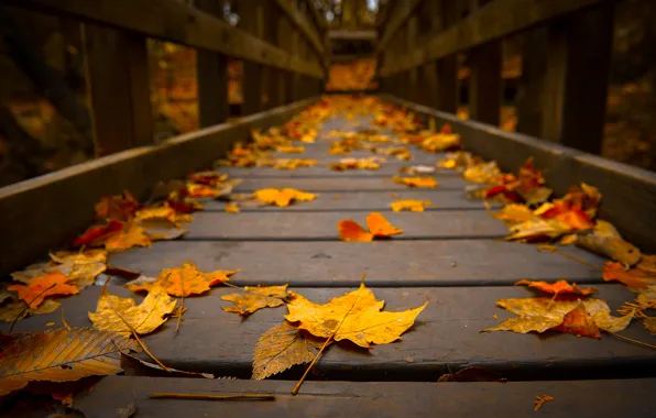 Picture autumn, macro, trees, foliage, the bridge