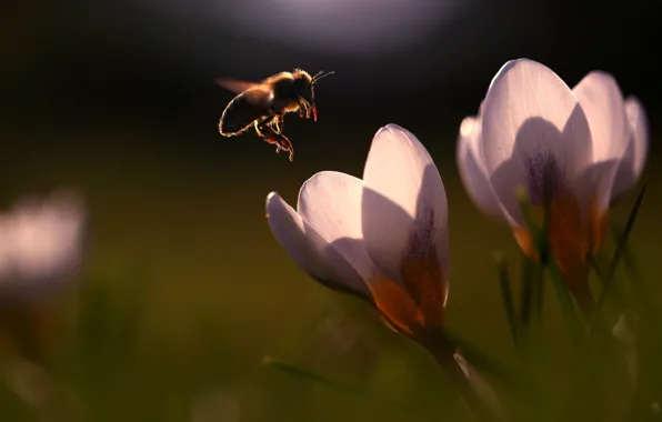 Macro, light, flight, flowers, bee, blur, spring, crocuses