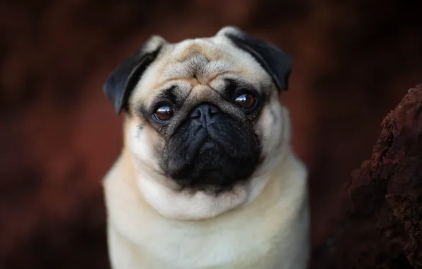 Look, background, portrait, dog, face, doggie, Pug