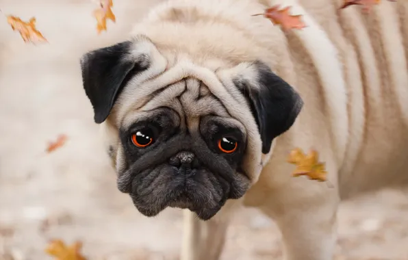 Picture autumn, look, leaves, each, pug