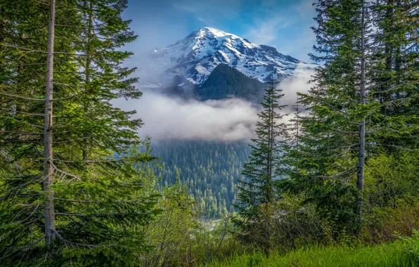 Forest, trees, mountain, Mount Rainier National Park, National Park mount Rainier, Mount Rainier, The cascade …