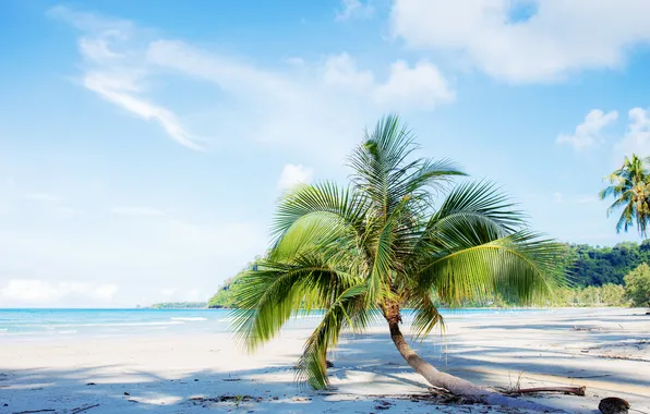Sand, sea, wave, beach, summer, the sky, palm trees, shore