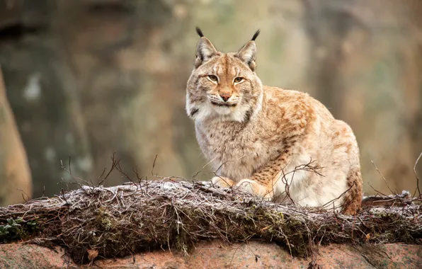 Picture trees, branches, lynx, sitting
