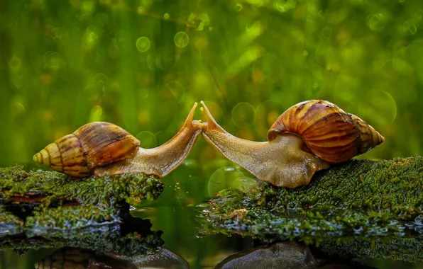 Picture nature, snail, kiss, sink, Indonesia, Sambas Regency