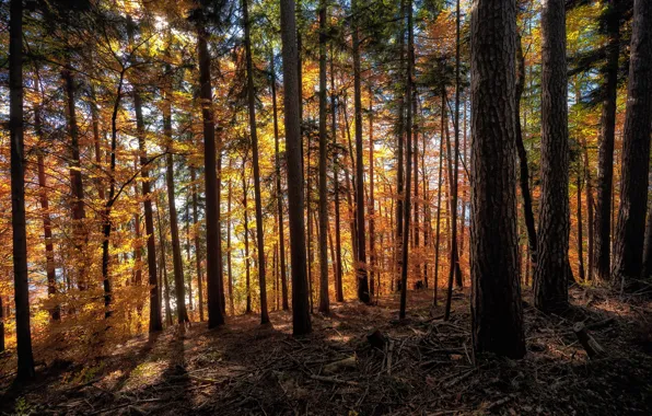 Picture autumn, forest, the sun, trees, Switzerland, branches, Long SCHACHEN