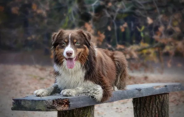 Look, dog, bench, australian shepherd