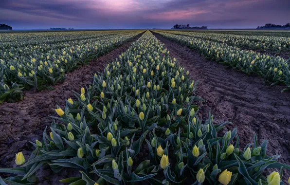 Field, the sky, flowers, clouds, spring, dal, the evening, yellow
