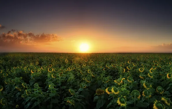 Field, sunflowers, landscape, sunset
