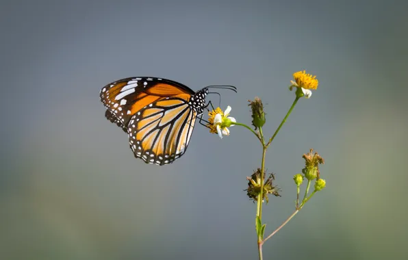Butterfly, butterfly, The monarch