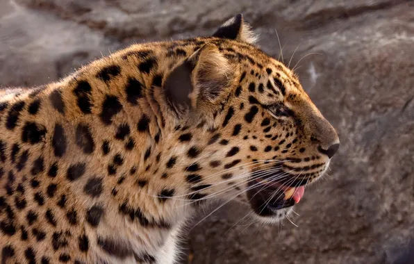 Picture face, profile, wild cat, the Amur leopard, © Crystal Lynn Photos