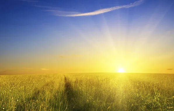 Field, the sun, landscape, nature, photo, Wallpaper