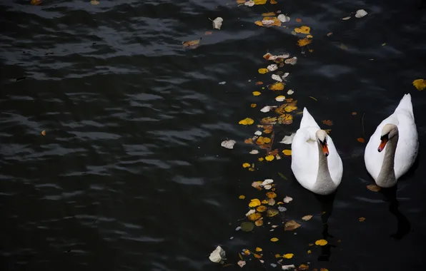 Leaves, water, river, Swan, swans