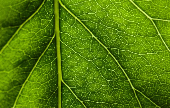 Picture macro, sheet, green, veins