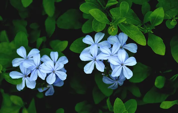 Picture leaves, flowers, petals, blue, Plyumbago, svinchatka