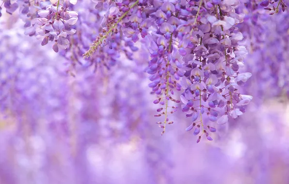 Nature, petals, inflorescence