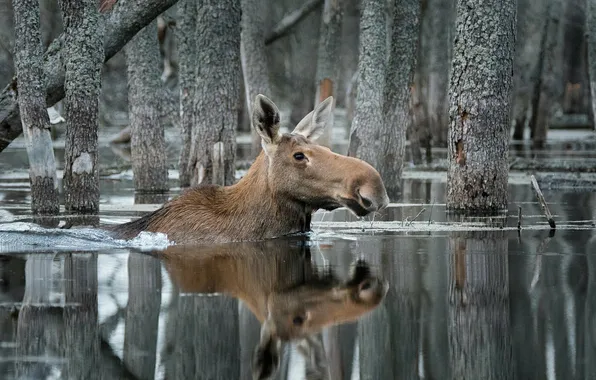 Animal, wildlife, moose, elk