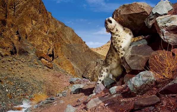 Stones, Mountains, snow leopard, snow leopard
