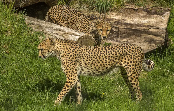 Grass, nature, cheetahs
