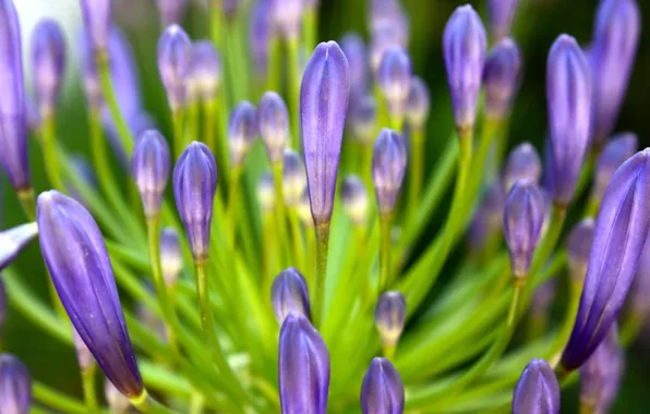 Picture flower, lilac, petals