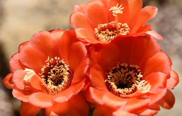 Picture macro, nature, petals, stamens