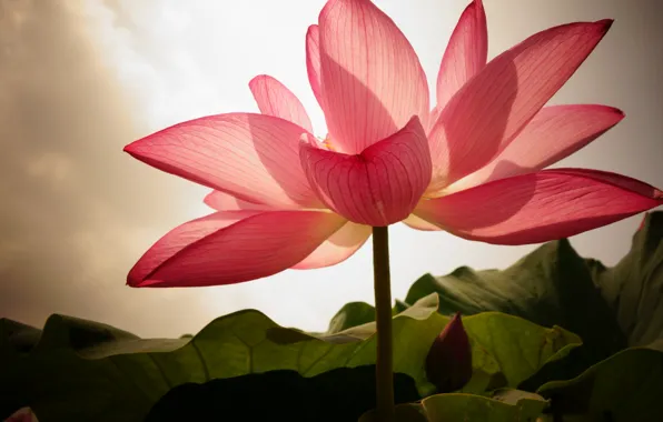 Flower, leaves, pink, petals, Lotus