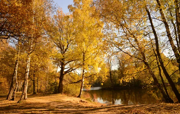 Nature, Autumn, Lake, Forest, Trail, Russia, Nature, Fall