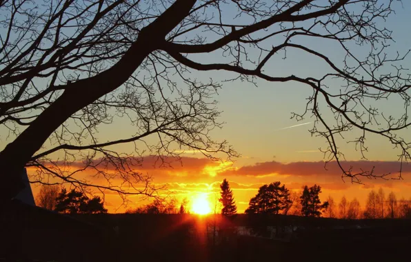 Picture the sky, the sun, clouds, trees, sunset, branches