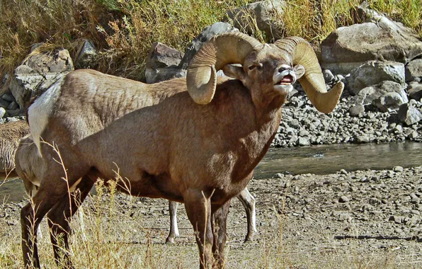 Picture horns, RAM, bighorn sheep